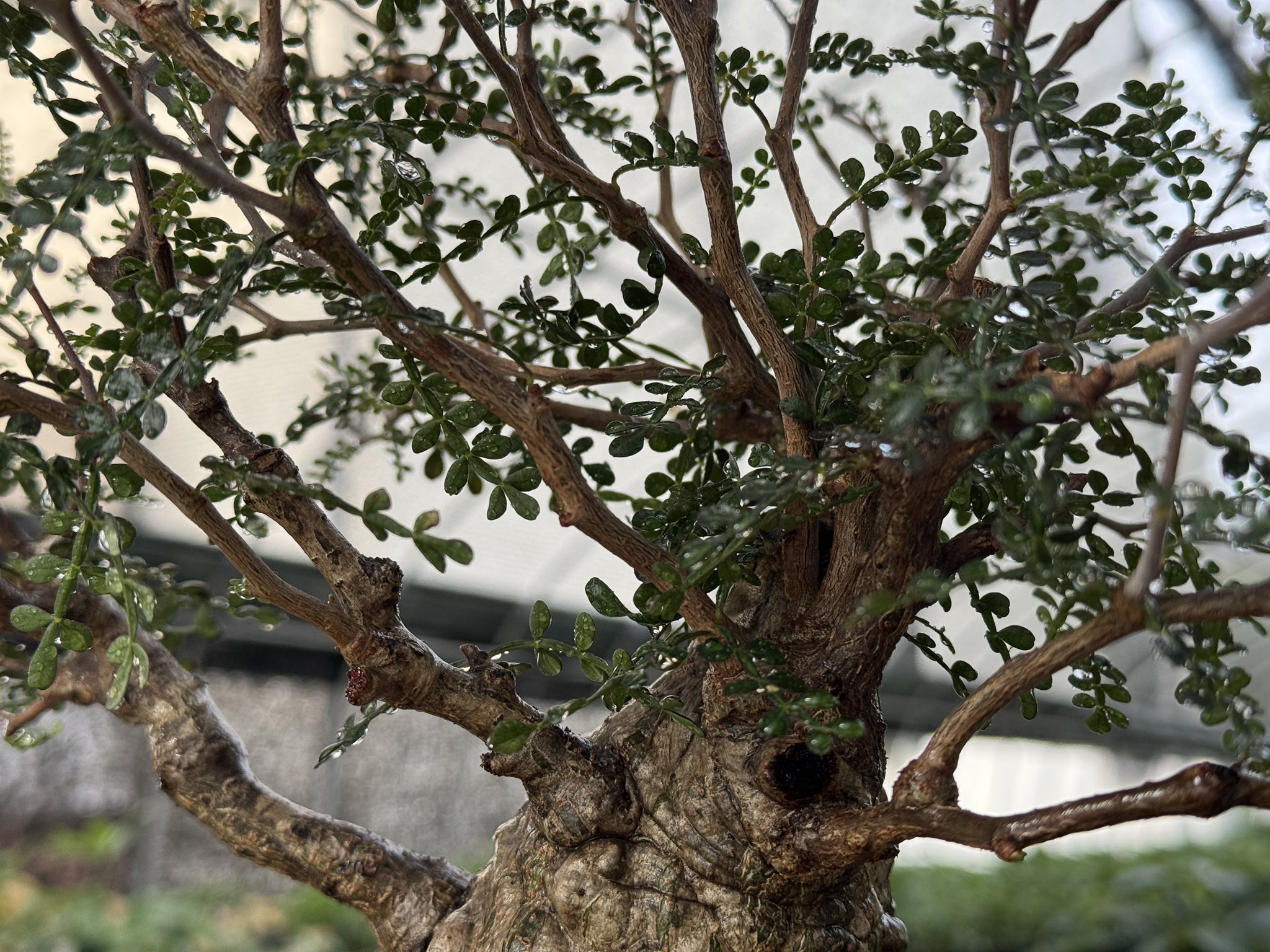 EP213 オペルクリカリア パキプス コーデックス ベアルート株 EP213 オペルクリカリア パキプス コーデックス ベアルート株