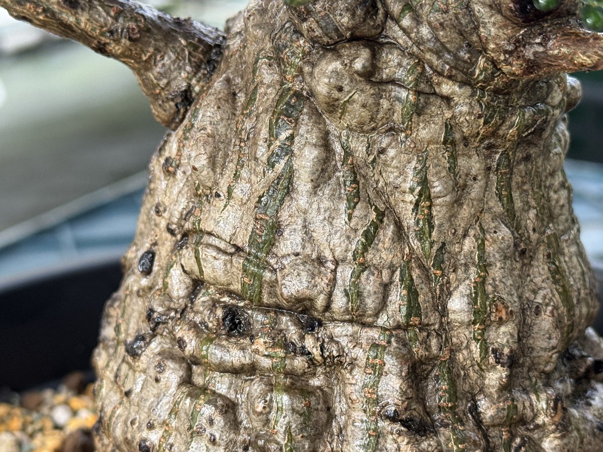 パキプス　コーデックス オペルクリカリア パキプス／Operculicarya pachypus 発根済 (商品番号P