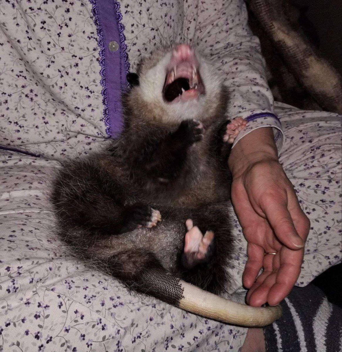  𝓓𝖨𝖤𝖦𝖮. tweet media