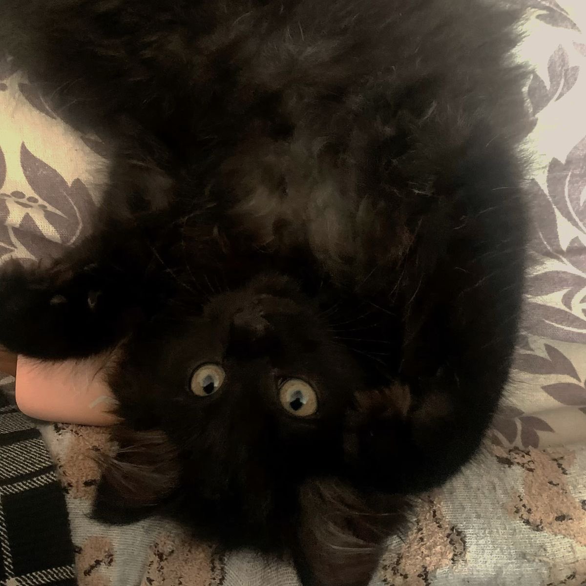 Black cats are not bad luck (@visualscat) on Twitter photo 