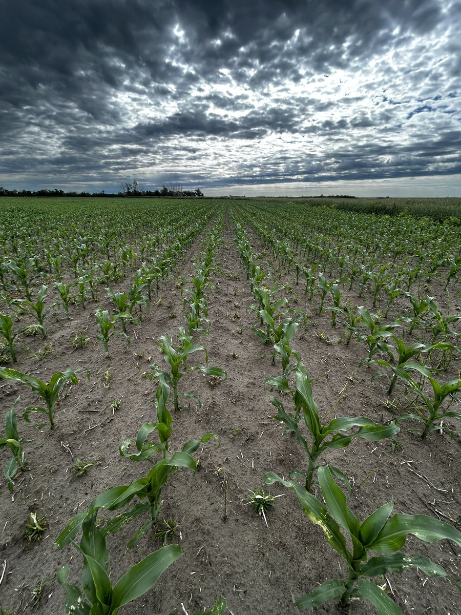 Zach Boot tweet media