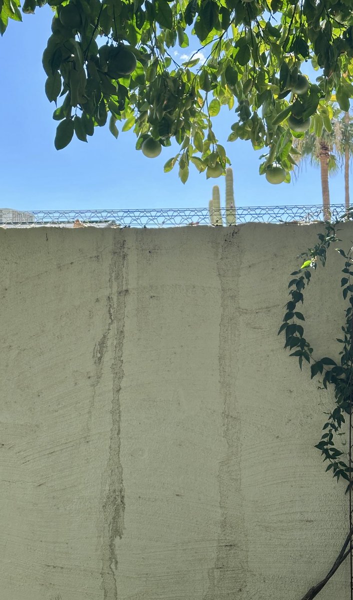 🏜grownwildinAZ🌵 tweet media