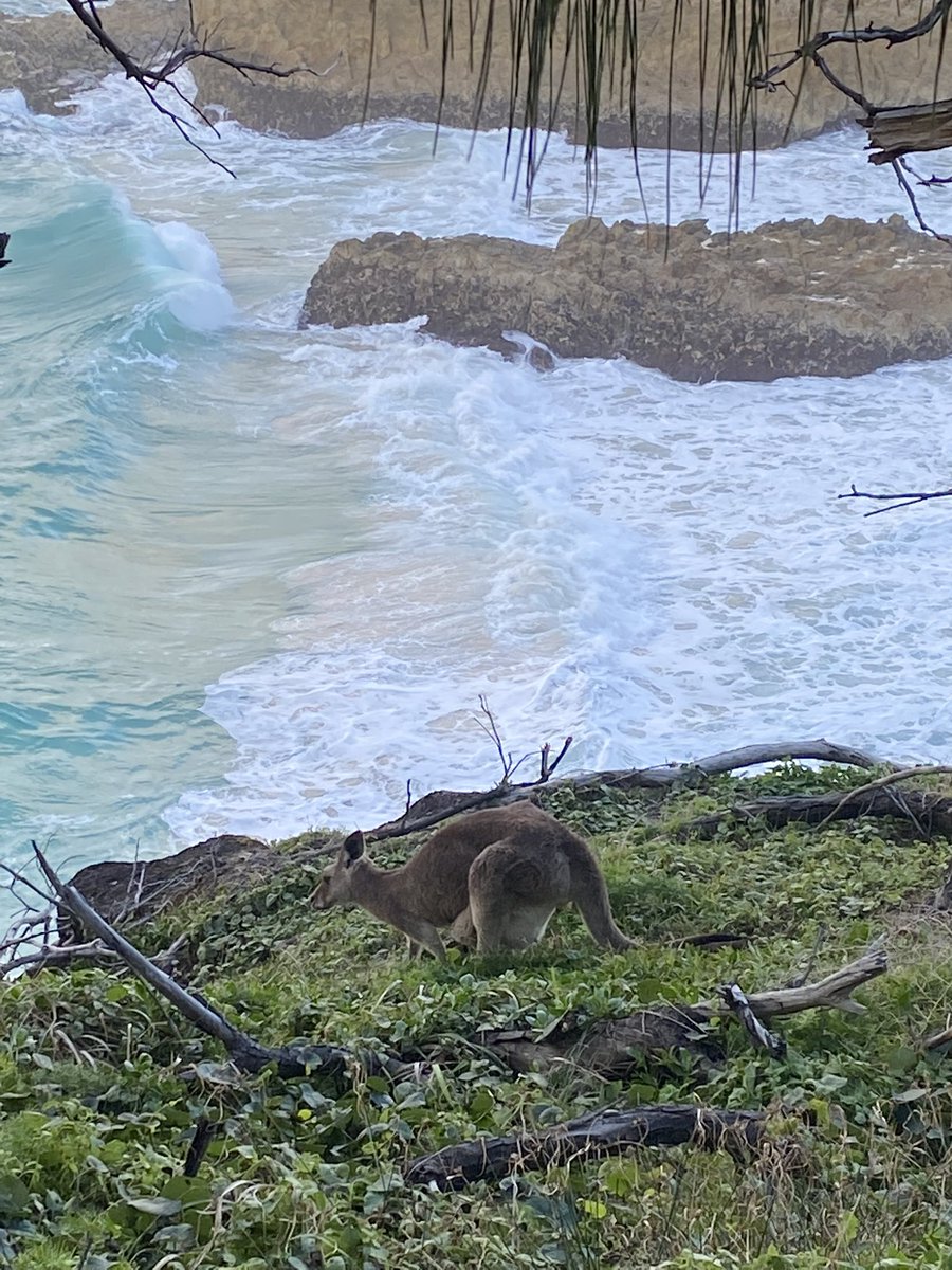 Never contemplated kangaroos as clifftop grazers before. Mum + joey enjoying a munch on dawn. Wallabies are more secretive #lionsrugby #gatparanoia