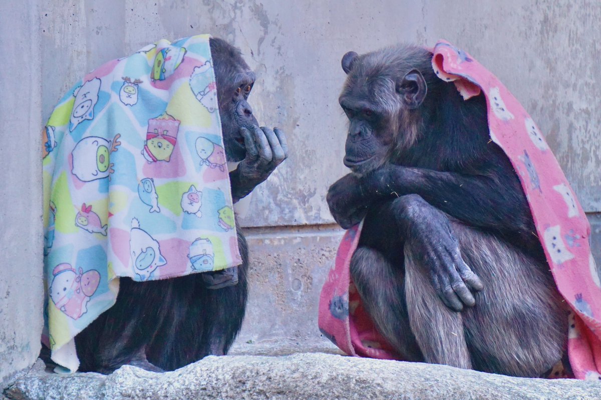 kbrn07's tweet photo. 浜松市動物園🐒

 #人工物を巧みに使った生き物写真が見たい https://t.co/i3faxvv5uc