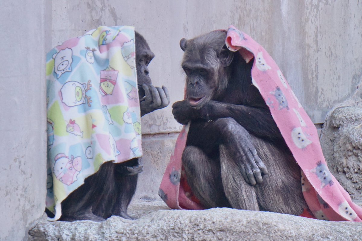 kbrn07's tweet photo. 浜松市動物園🐒

 #人工物を巧みに使った生き物写真が見たい https://t.co/i3faxvv5uc