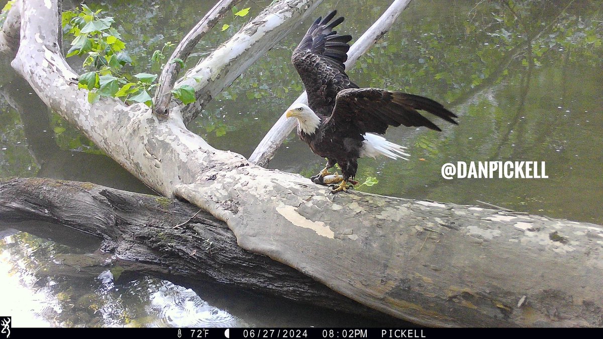 From all of us at Browning Trail Cameras, we wish you and your family a safe and Happy Independence Day!

Image: Dan Pickell

#IndependenceDay #America #freedom #browningcameras #youvegottoseethis