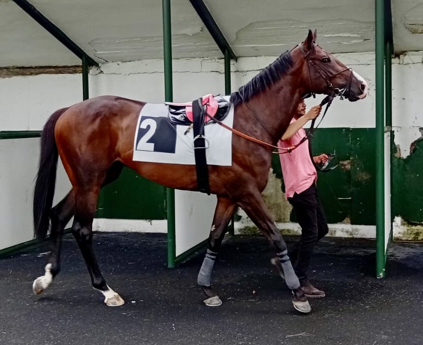 COUSIN lo volverá a intentar este domingo en Lasarte, con <a href="/alexgu_officiel/">alejandro</a> Ganas de verlo de nuevo, y que no desmienta su anterior. Suerte jockey, equipo y Miguel. ☘️🏇🏼👍