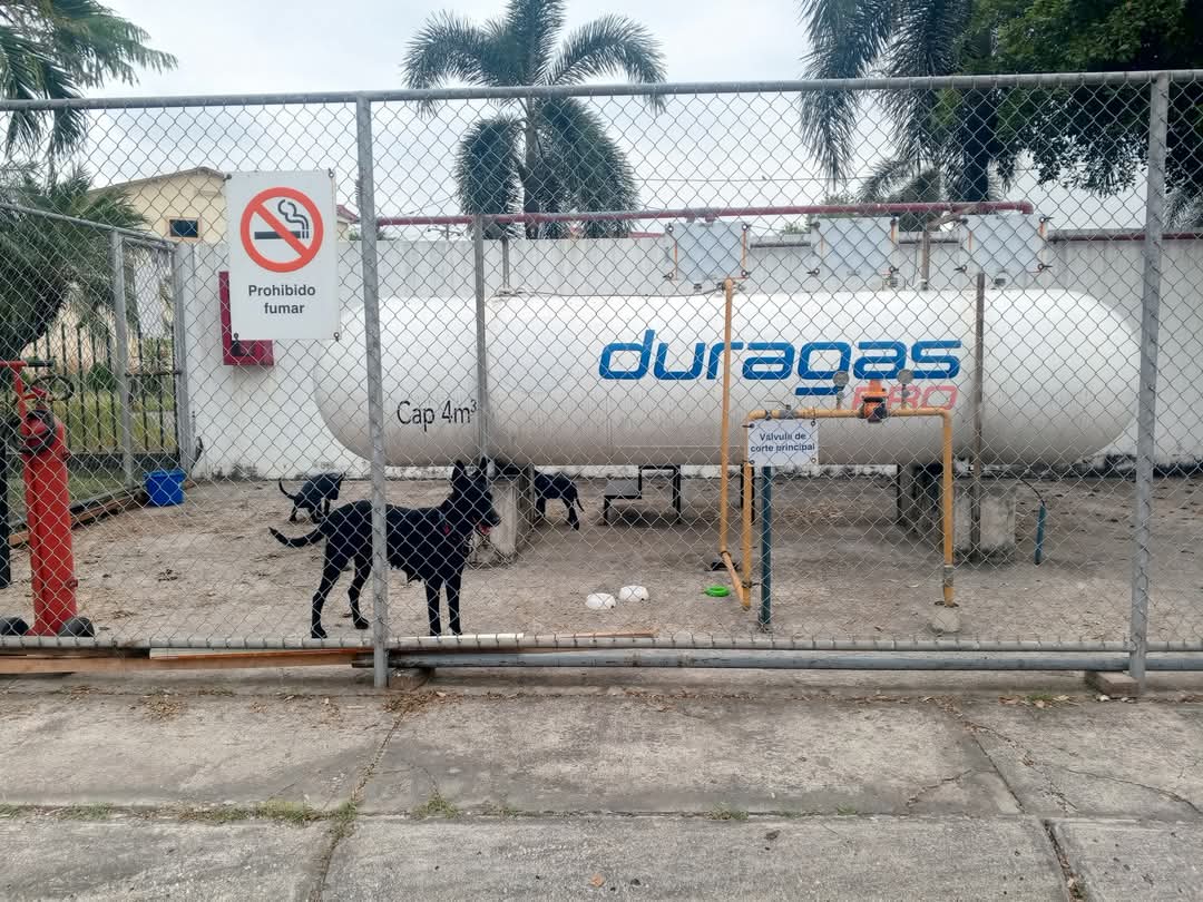 carmitafernandez tweet media