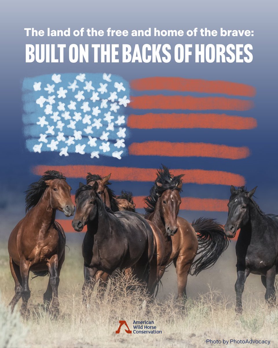 FreeWildHorses's tweet image. Horses not only shaped American industry and economy, but our foundational values of freedom, independence, and courage. How ironic is it that we’re stripping wild horses of the very ideals they helped inspire? Join us in celebrating our wild and domestic friends this July 4th 🎆
