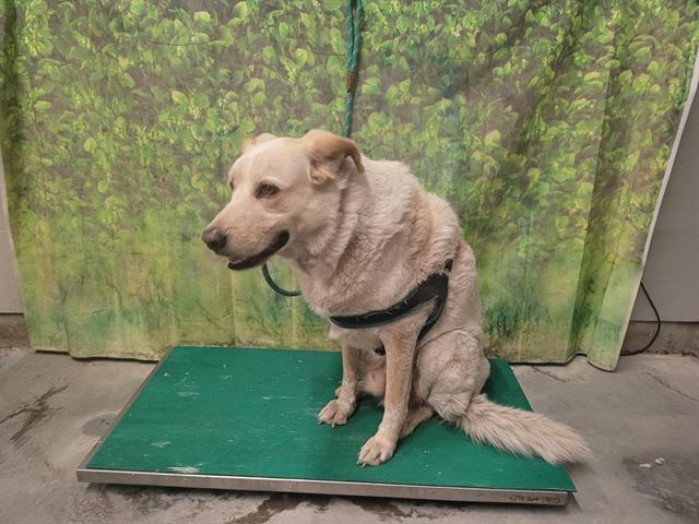 VC Lost Pets tweet media