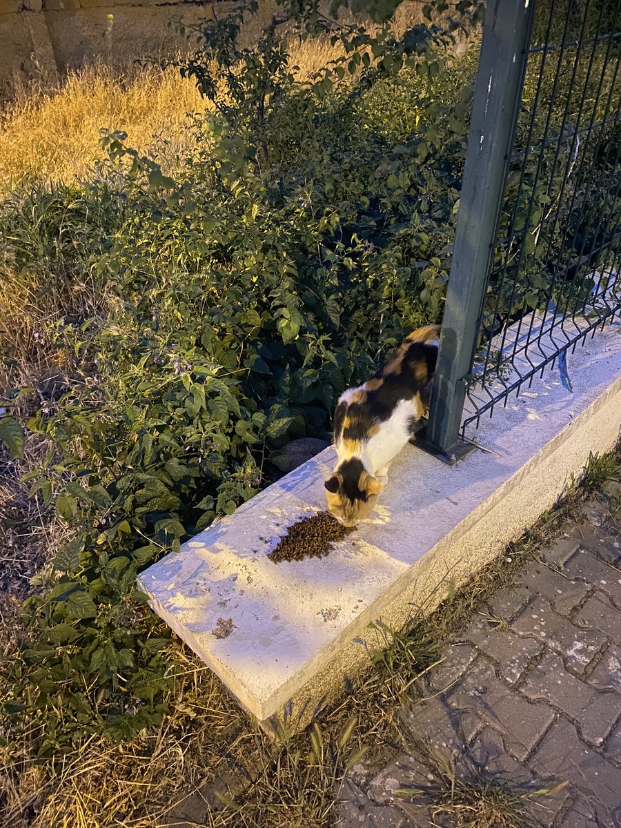 Yürüyüş yapmayı sevdirenler❤️‍🩹