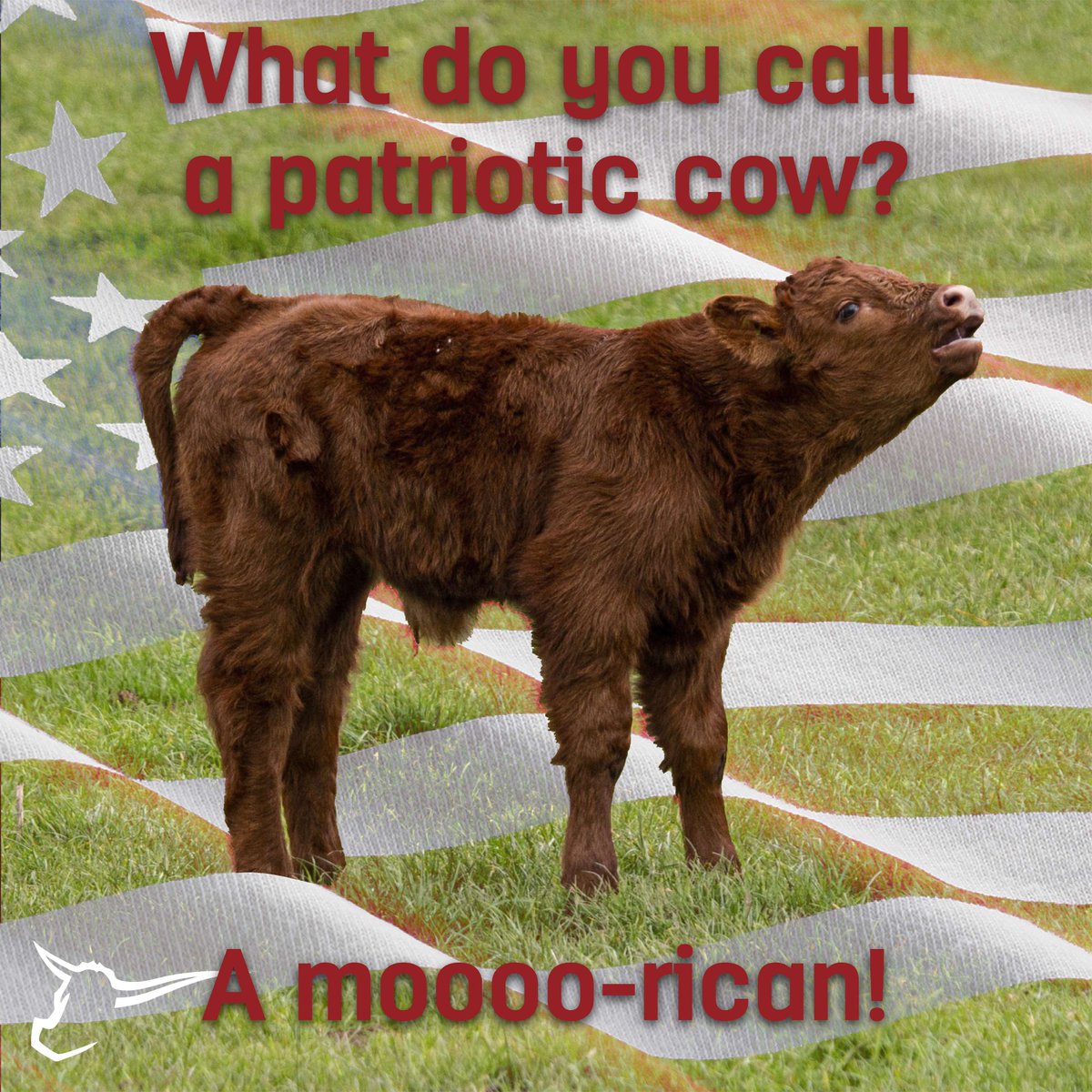 Happy Independence Day! May your grills stay hot, your drinks stay cold and may your fireworks light up on the first try.