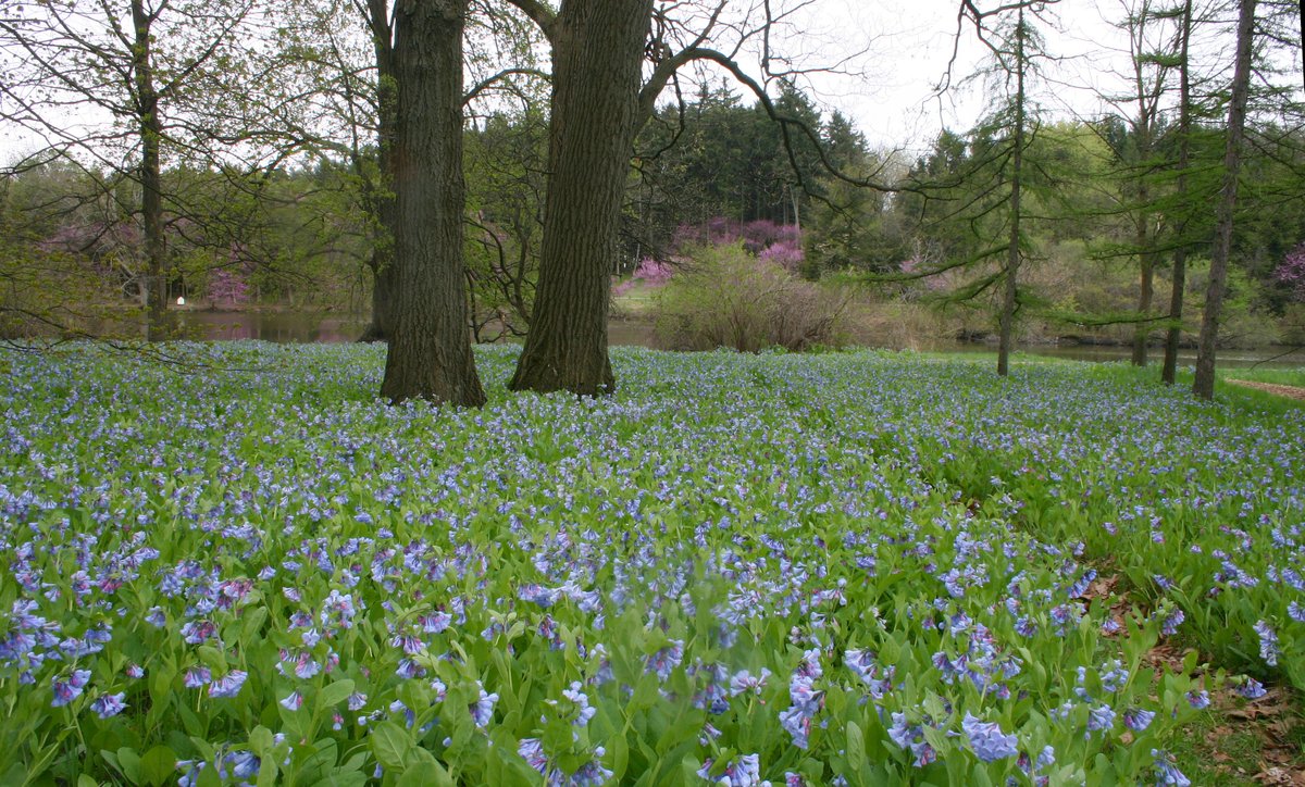 Happy 4th of July from The Morton Arboretum 🇺🇸!