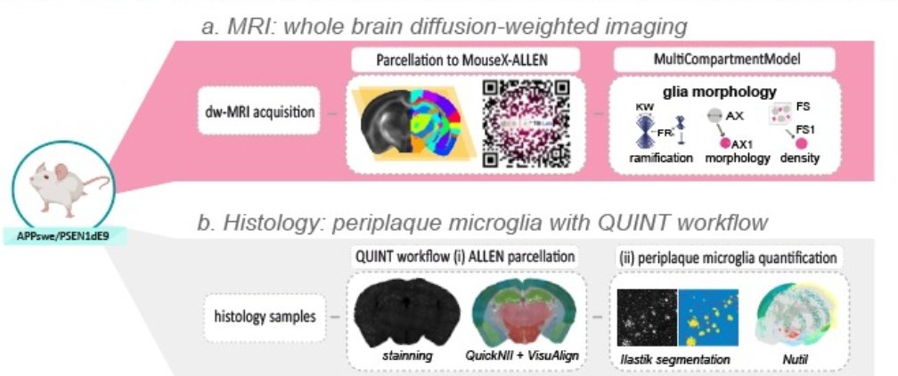 PMartinezTazo's tweet photo. Beyond happy to keep sharing my latest results! 🧠 How to bring together MRI  and histology data under the #MouseX_DW_Atlas!!  🧲 ✨
@LabMri @ISMRMIberian https://t.co/dPmdta3Kh3