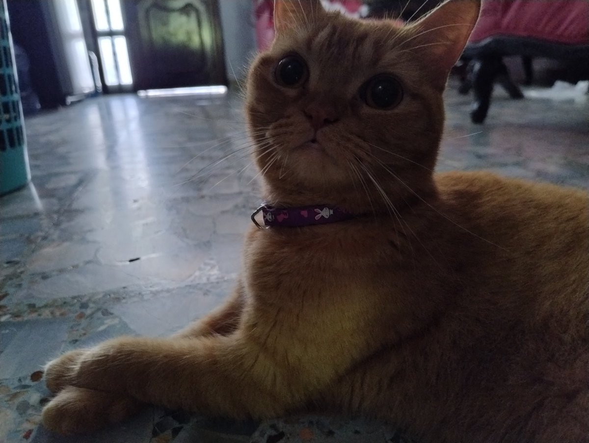 MeikoVt's tweet photo. Chiri, la gata más perra 💅 https://t.co/1TZGwb8gip