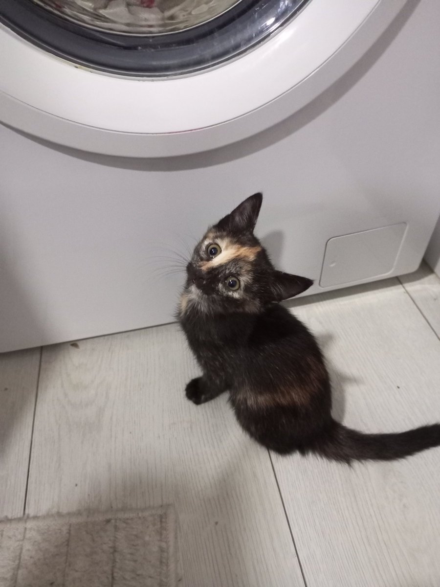 Bu çocuklara hala yuva bulamadık. Geçici  yuvada SON 2 GÜNLERİ kaldı. Çirkin diye istemiyorsunuz biliyorum ama gerçekten çok güzeller sevgi dolu hepsi. Eğer hala şansları varsa yuva arıyorum. Yoksa da güvenilir bahçe arıyoruz. Nolur paylaşır mısınız. Başka şansımız kalmadı😔