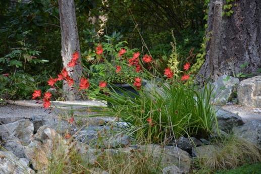 MarjeMolder's tweet photo. Once again, RED is ready in our garden for #FlowersOfFriday #flowers #blooms #rhododendrons #schizotylis #BottlebrushTree #Callistemon #plants https://t.co/MvLLlejcyh