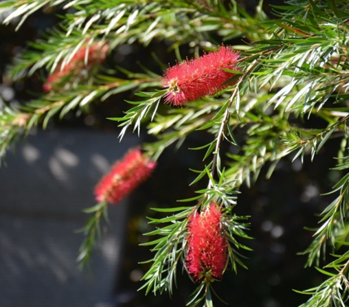 MarjeMolder's tweet photo. Once again, RED is ready in our garden for #FlowersOfFriday #flowers #blooms #rhododendrons #schizotylis #BottlebrushTree #Callistemon #plants https://t.co/MvLLlejcyh