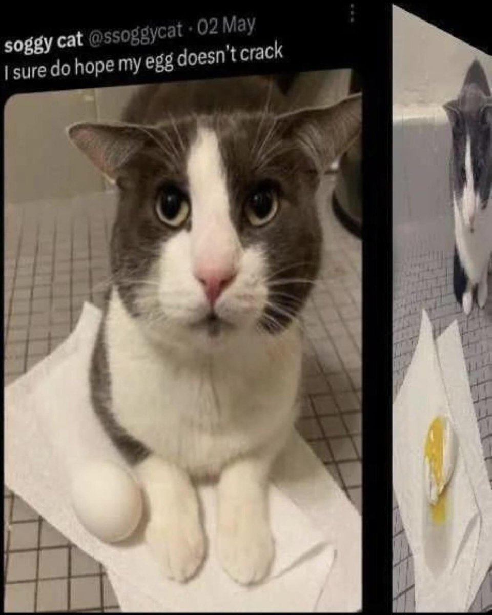 Punch Cat tweet media