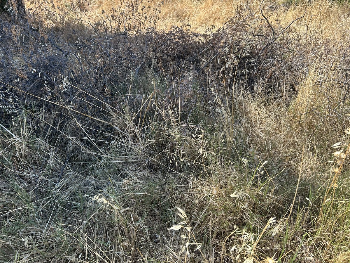 zizisont's tweet photo. Sevgili @laldenizlicesme @cesmebld Sizden ivedilikle görevinizi yapıp şu budama artıklarını toplamanızı rica ediyorum. Bakınız bu görevinizi yerine getirmezseniz, sonra yangınlardan söndürülmüş yerlerde arkadaşlarınızla sohbet eder fotoğraf vermeye devam edersiniz. Biz de yine sizin bu yangınlarda en az @gdzelektrik kadar siz de suçlusunuz!