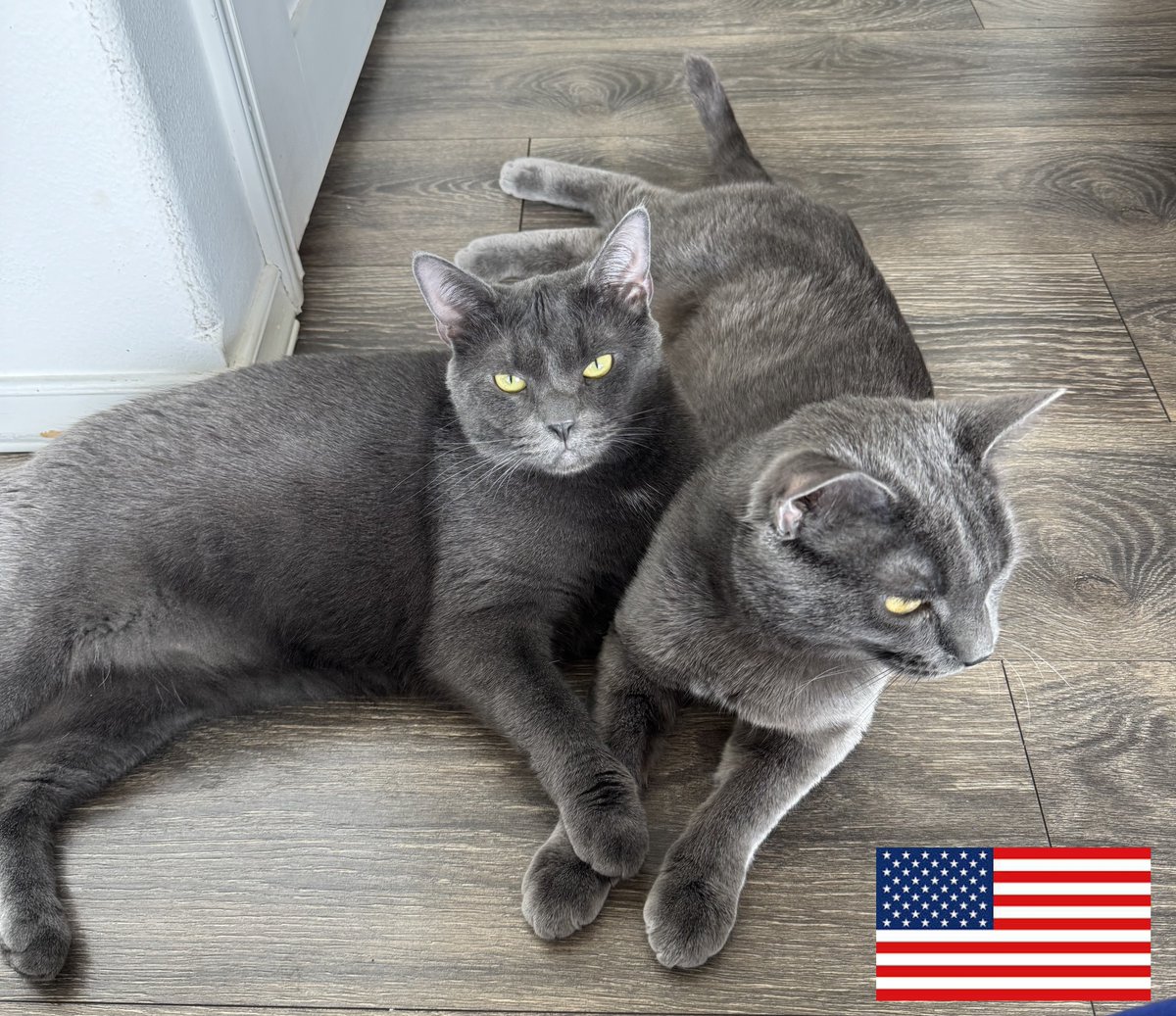 Happy 4th of July from Alvin and Juliette, our new rescue ambassadors! 🇺🇸 These two are ready to test out our 100+ catnip blends and hemp cat toys. They live in catnip paradise and can’t wait to share their adventures with you! 🌿😻