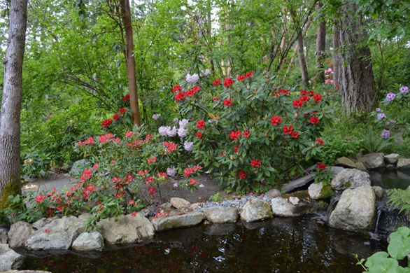 MarjeMolder's tweet photo. Once again, RED is ready in our garden for #FlowersOfFriday #flowers #blooms #rhododendrons #schizotylis #BottlebrushTree #Callistemon #plants https://t.co/MvLLlejcyh