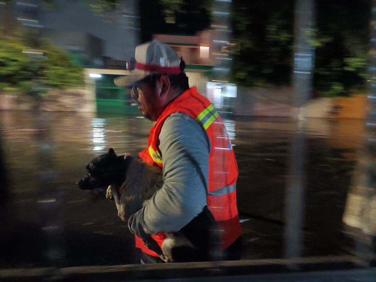 Desde anoche, todo el equipo del Municipio estuvo al pie del cañón: atendiendo emergencias, apoyando a las familias y trabajando para dejar en orden las zonas afectadas.
Estamos pendientes cuando Querétaro nos necesita, aquí estamos.
Envía tu reporte al 911.
