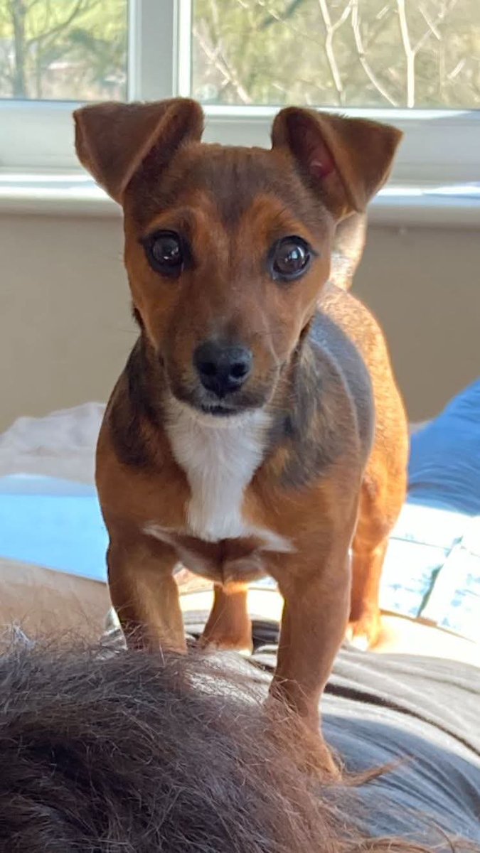millypod1's tweet photo. NALA HOME SAFE. THANKS FOR RT's 😊🐕🐾
🆘3 July 2025 #Lost Nala #ScanMe
Tan /Black/White Jack Russell Terrier Female
#Lillington #Sherborne #Dorset #DT9 https://t.co/CBjpDnvTrG https://t.co/M6imOXjmBn