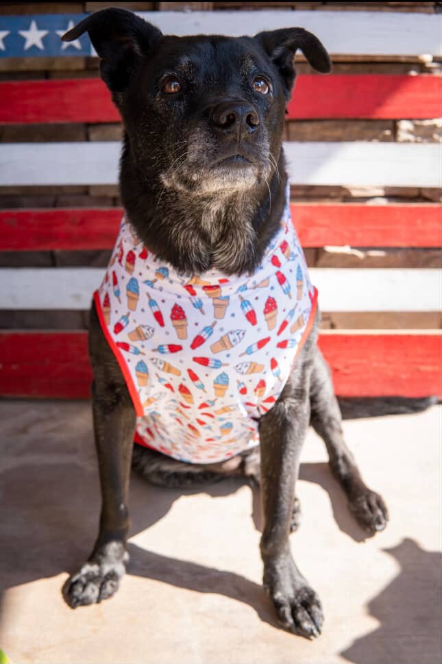 Vet_Formula's tweet photo. Happy 4th! Proud to be pet-parent approved - today and every day 🇺🇸✨

#4thofjuly #petparentapproved #summertimefreshness https://t.co/OycqRmonun