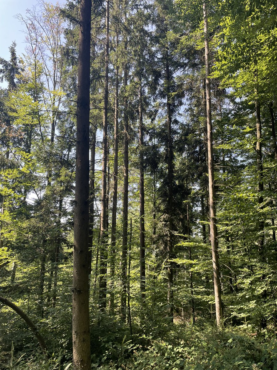 DerWaldmichel's tweet photo. #Dauerwald
Bei der Exkursion wurden die Herausforderungen und Möglichkeiten der Dauerwaldbewirtschaftung im #Kleinprivatwald besprochen. Es ist durchaus auf auf kleinen Flächen möglich Dauerwald zu etablieren. Auch zeigte sich, dass… https://t.co/suulZ92ocj
