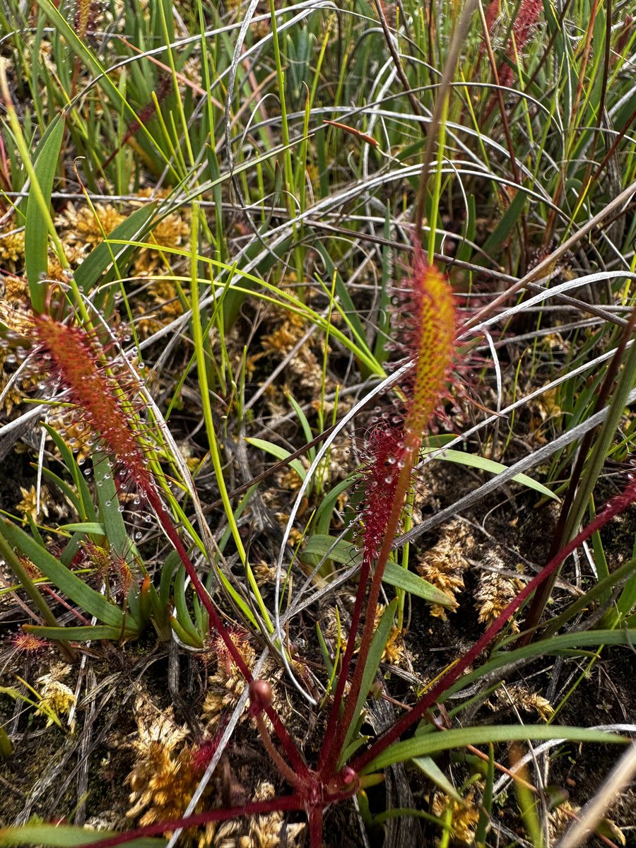 Sundew and Bog moss. Oblobg-leaved and Great Sundew plus Sphagnum beothuk and S. Austinii and Utricularia minor