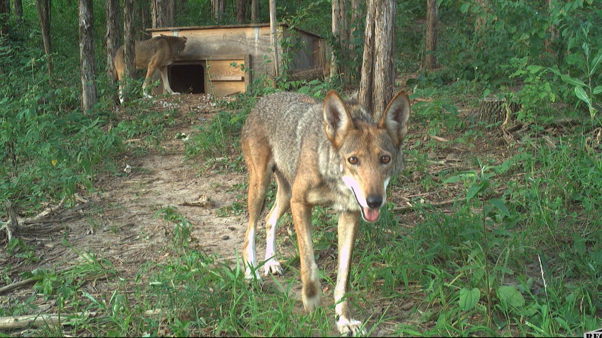 Happy 4th of July! The Saint Louis Zoo is incredibly proud to be part of the efforts to save an All-American wolf species: The American red wolf.
