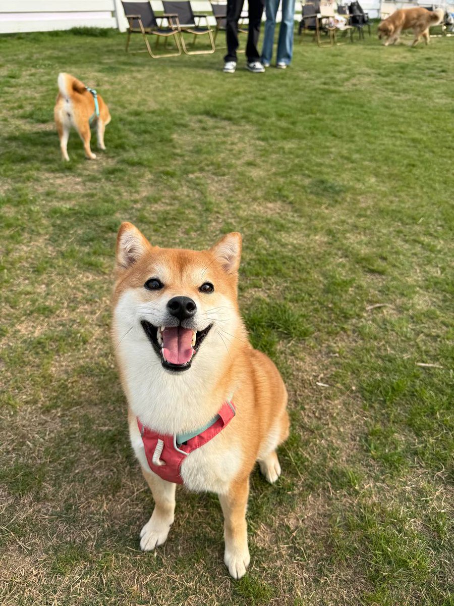 Mia_Xx168's tweet photo. 👇 What’s the weirdest dog name you’ve ever heard or used?
#DogNames #PetTwitter #UnpopularOpinion https://t.co/yPMhXA2IZ2