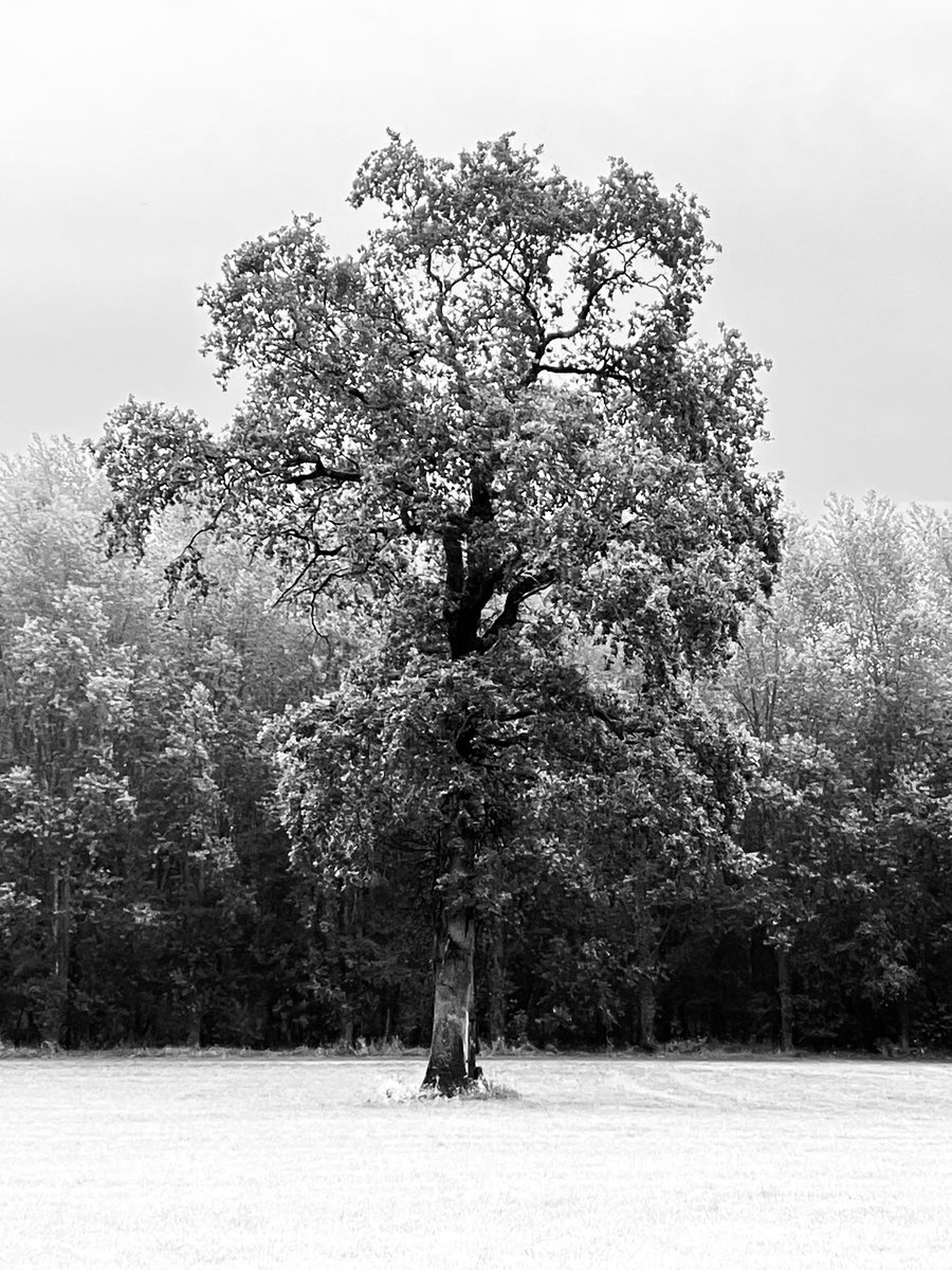 UrsusDarkArt - (Eva Mout) (@ursus_art1) on Twitter photo 