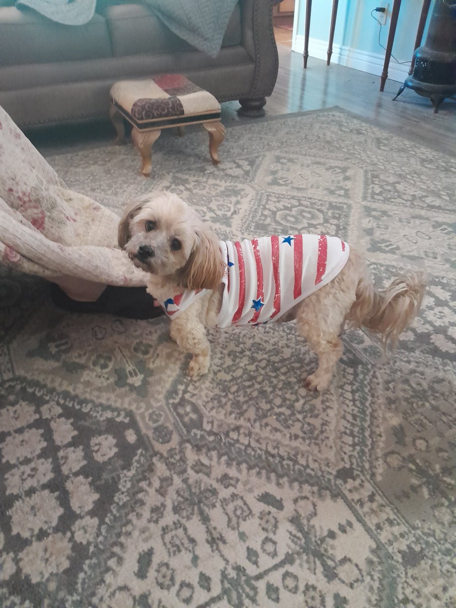 Foster1Nancy's tweet image. My patriotic babies Buster and Lucy..
Happy 4th everyone ๐บ๐ฒ๐๐