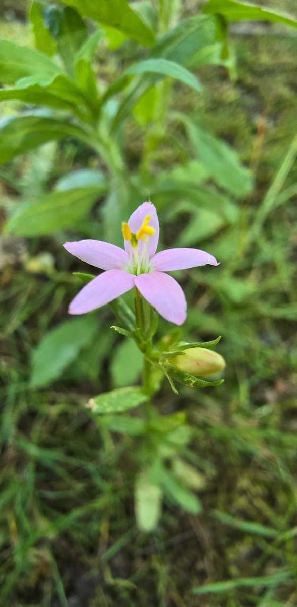 A few tiny treats spotted around Brownsea this week! 👀

❤ Small red damsels mating
🐛 Cinnabar caterpillars
🌻 Creeping St John's Wort 
🌸 Common centaury

Plan your trip to Brownsea Island and see what you can spot 👉 bit.ly/3euLICY ~ Jack

📸 Nicki Tutton