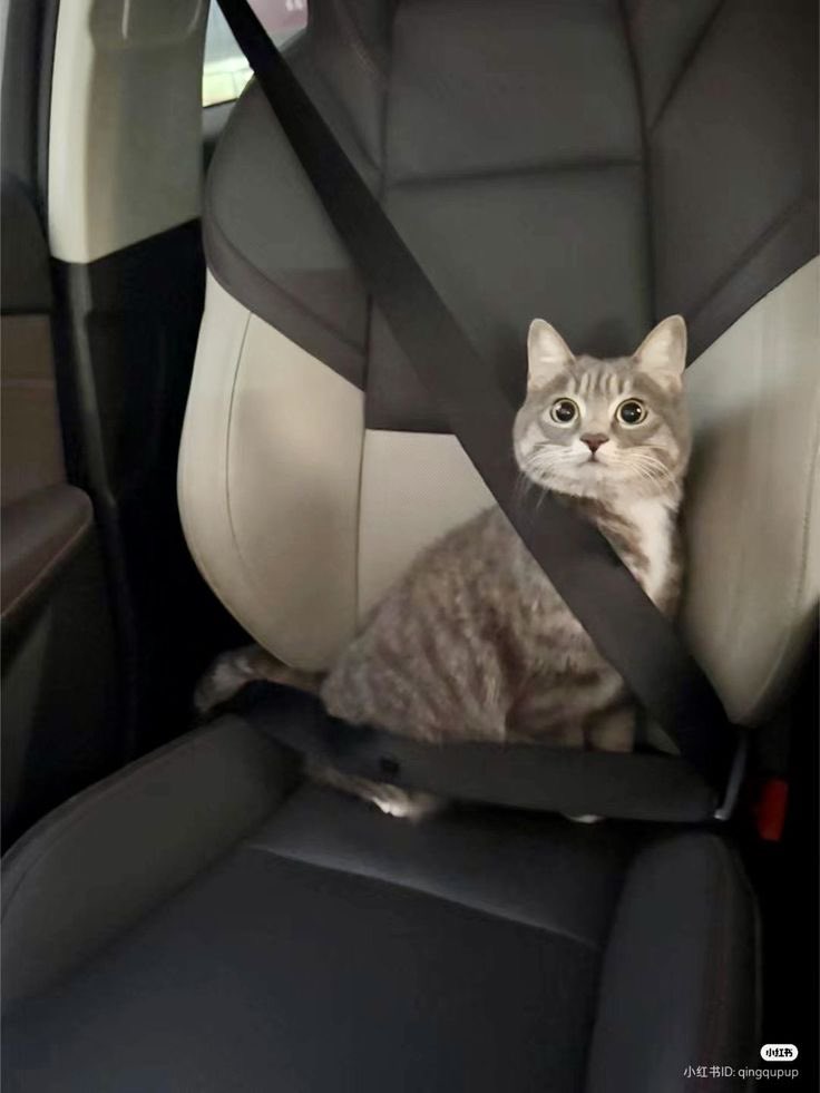 وقتی میگیم کمربند مهمه منظور اینه🥲🥲