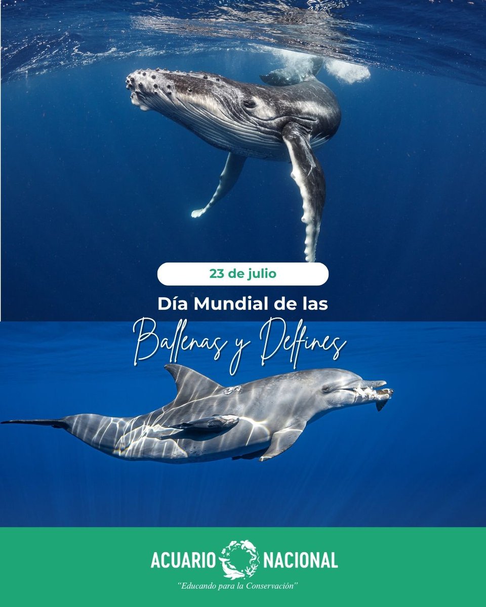 Hoy celebramos el Día Mundial de las Ballenas y los Delfines 🌊🐋🐬

Dos especies diferentes, pero con algo en común, son esenciales para la salud de nuestros océanos 💙

Ambas son inteligentes, sociales y enfrentan grandes amenazas como la contaminación y el tráfico marítimo.