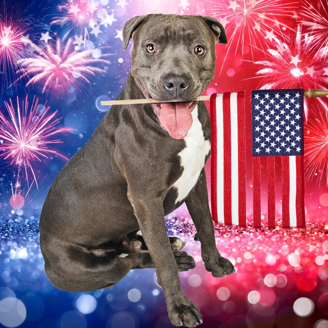 HollywoodsVilla's tweet image. 🇺🇸 Red, white, and blue vibes only! Celebrating the land of the free and the home of the brave right here at Hollywood's Village. Tag a friend you’d share a hot dog and fireworks with this 4th of July! 🎇🌭 #Happy4th #FreedomDay #HollywoodsVillage #USA