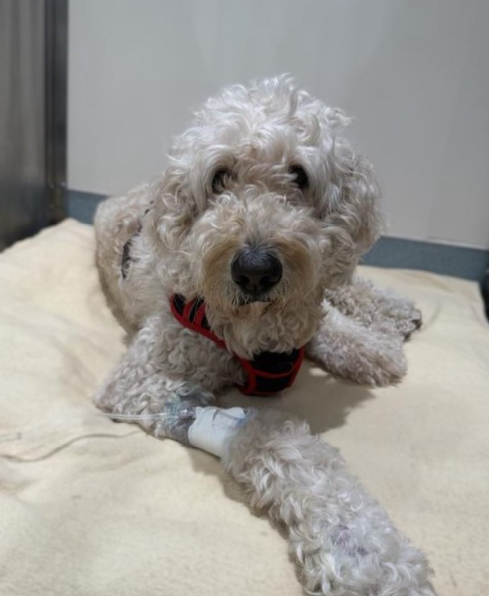 Good news! He's on the upswing, doing ALOT better today. He stayed overnight at the vet. Turns out he had neutremia (a white blood cell anemia) but that will resolve itself with some care soon! Love you buddy ❤️