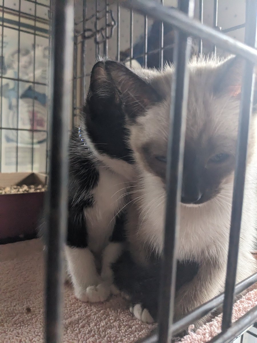 Look at these cute babies. 😍

#kittens #Caturday