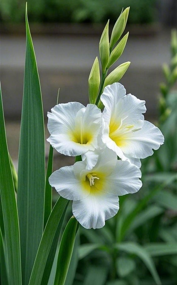 Sweet nature (@nature6260) on Twitter photo 