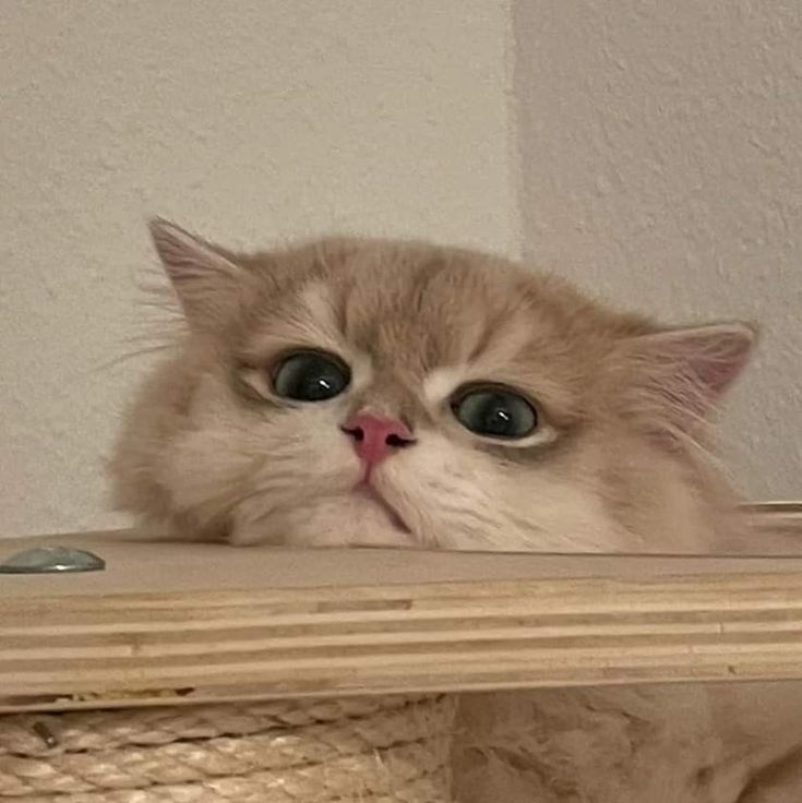 #Mebikinciİldışıhaktır
<a href="/Yusuf__Tekin/">Yusuf Tekin</a> <a href="/tcmeb/">Millî Eğitim Bakanlığı</a> <a href="/mebpgm/">Personel Genel Müdürlüğü</a> <a href="/TRogretmen/">Öğretmen TR 🇹🇷</a> <a href="/ogretmenlersyfs/">Öğretmenler Sayfası</a> <a href="/sorogretmenim/">Sor Öğretmenim</a> <a href="/ogretmensitemiz/">Öğretmen</a> <a href="/ogretmensenn/">Öğretmen Mücadele Platformu(ÖMP)</a> <a href="/sari_okul/">sariokul</a> <a href="/ogretmenailesi1/">Öğretmen Ailesi</a> <a href="/edipuzen/">Edip Üzen</a> <a href="/talatyavuz29/">Talat YAVUZ</a>
Sesimizi duyarmisiniz lütfen