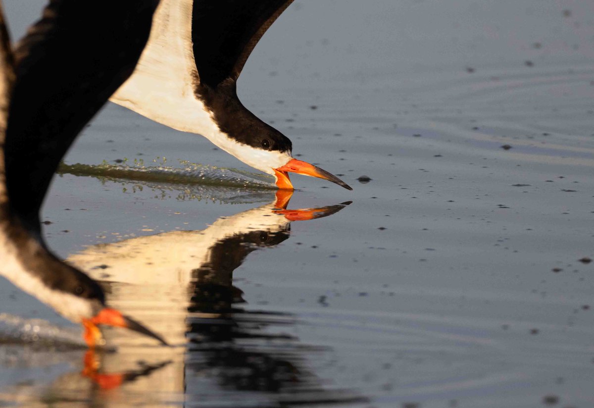 vikram_nd's tweet photo. Skimmers are delightful subjects to photograph; they have kept me enthralled on three continents.

I saw these a few days ago, in North Pantanal. Brazil.

#BirdsOfTwitter #NaturePhotography #Nikon https://t.co/texVS2P8pX