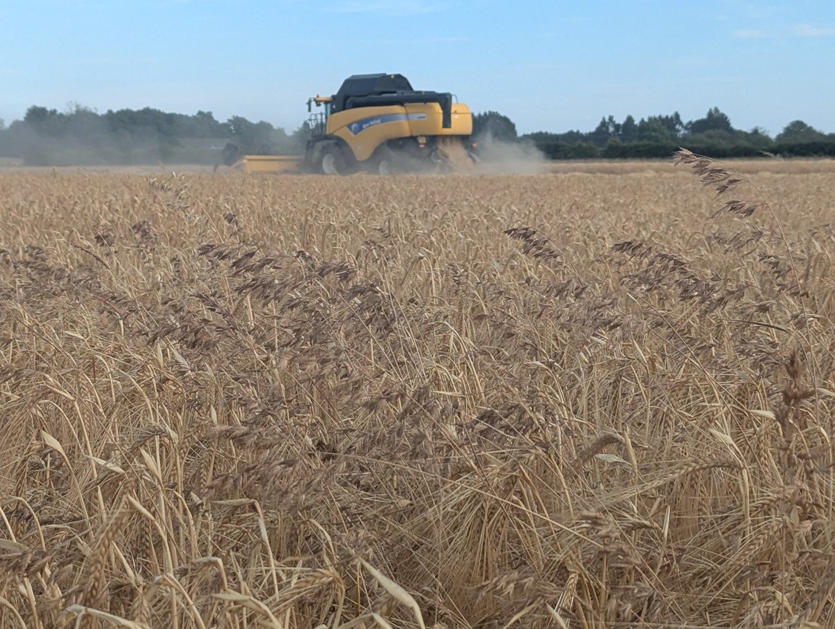 WeedSciJohn's tweet image. This evening I was collecting Rye Brome seeds while being chased out of the field by a combine!
Harvest is really moving on so planning seed collection for herbicide resistance testing needs to happen early this year
Information about testing ... adas.co.uk/services/herbi…