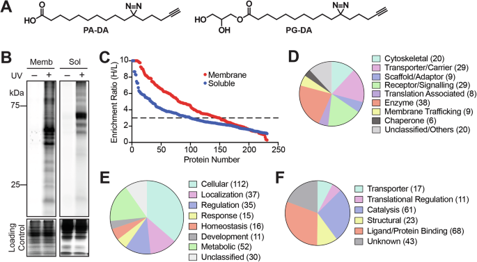 Chemoproteomics identifies protein ligands for monoacylglycerol lipids nature.com/articles/s4200…