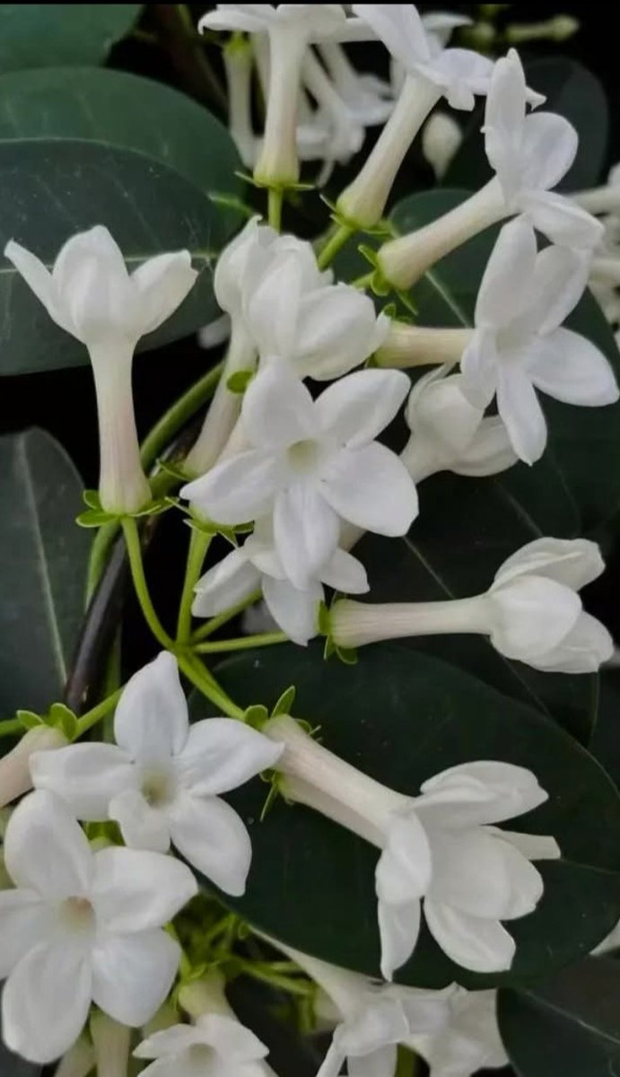 Αν η νύχτα είχε άρωμα, πιστεύω πως  θα ταν γιασεμί ✨