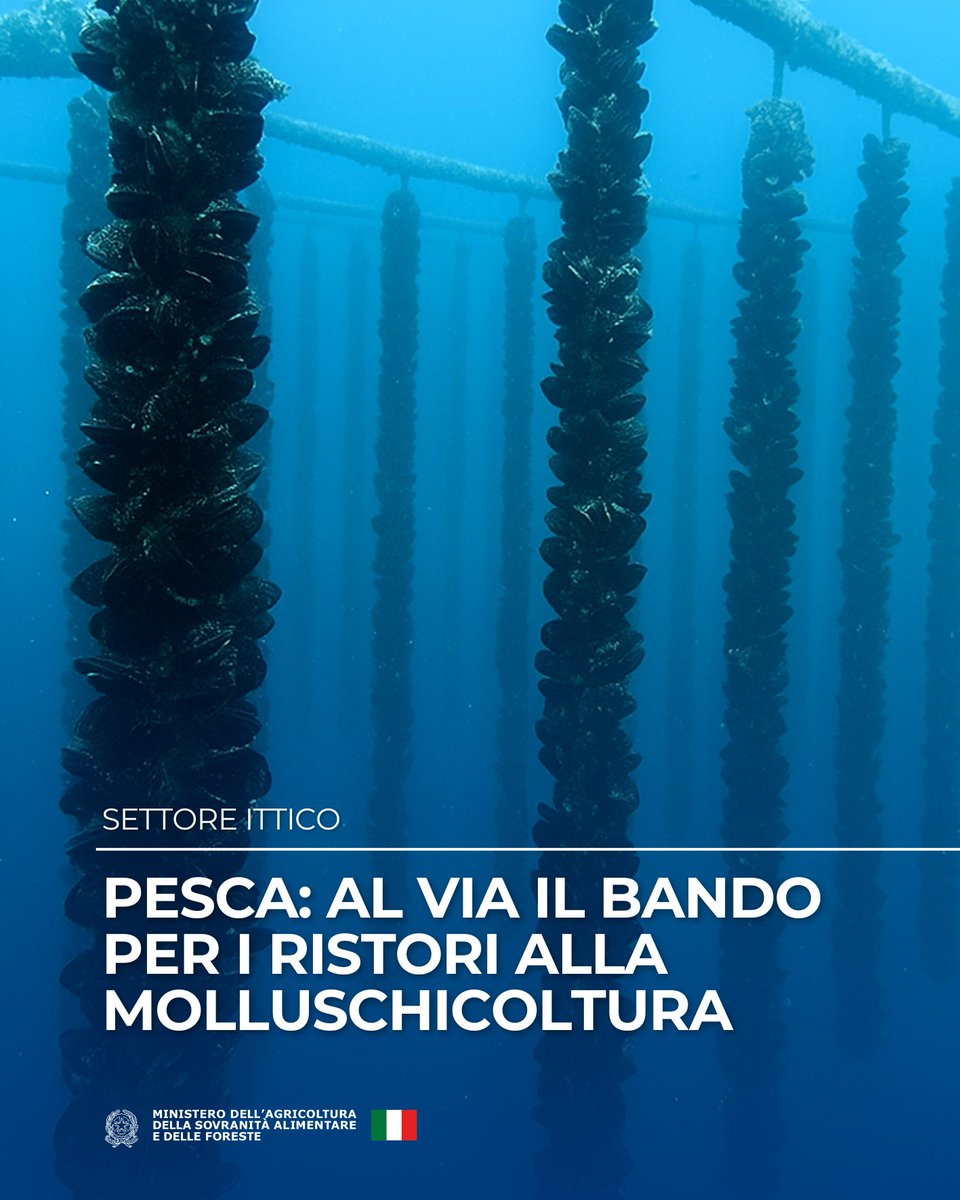 SocialMasaf's tweet image. Via al bando per l’erogazione di ristori alle imprese della molluschicoltura che nel 2024 hanno subito una perdita di fatturato superiore al 30%. Un fondo complessivo di 5 milioni di euro, con particolare attenzione alle aree più colpite, come Abruzzo, Marche e Puglia🇮🇹