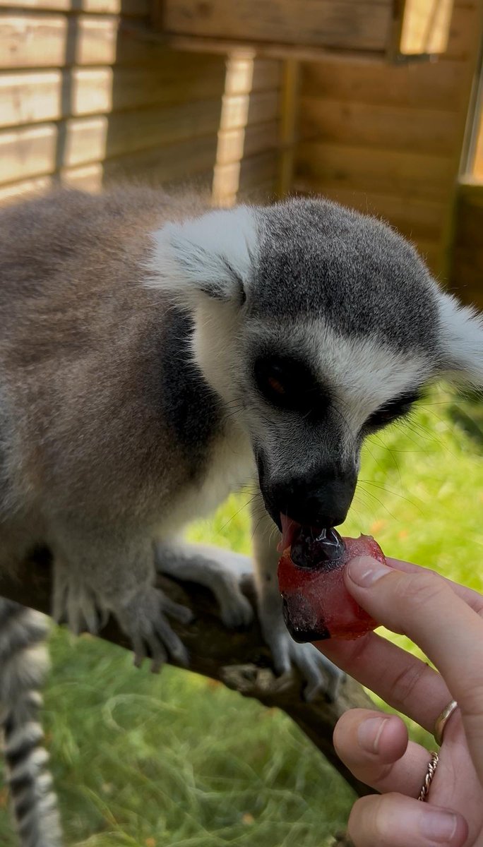 ☀️🔥 It’s getting hot… so it’s ice pop time at Exotic Zoo! ❄️🦙🐒

All our animals are loving their chilly treats – just look at this lemur cooling down with a refreshing ice pop! 😍🍧

#ExoticZoo #IcePopTime #CoolCritters #LemurLife #HotWeatherHeroes #ZooCare