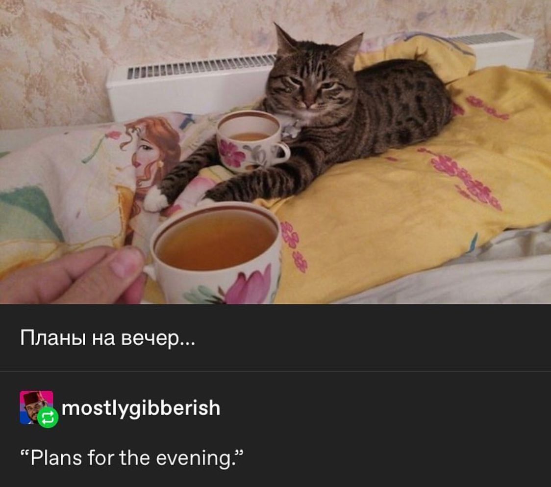 Punch Cat tweet media